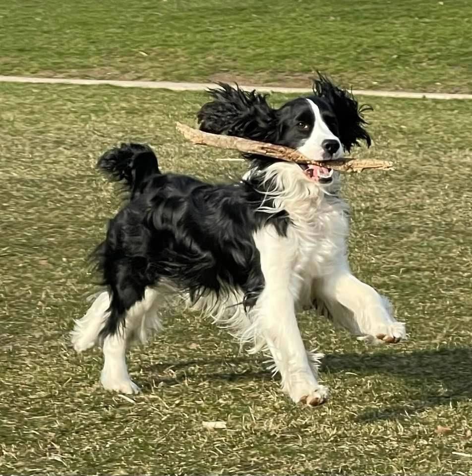 Black and white Springer Spaniel carrying stick in grass