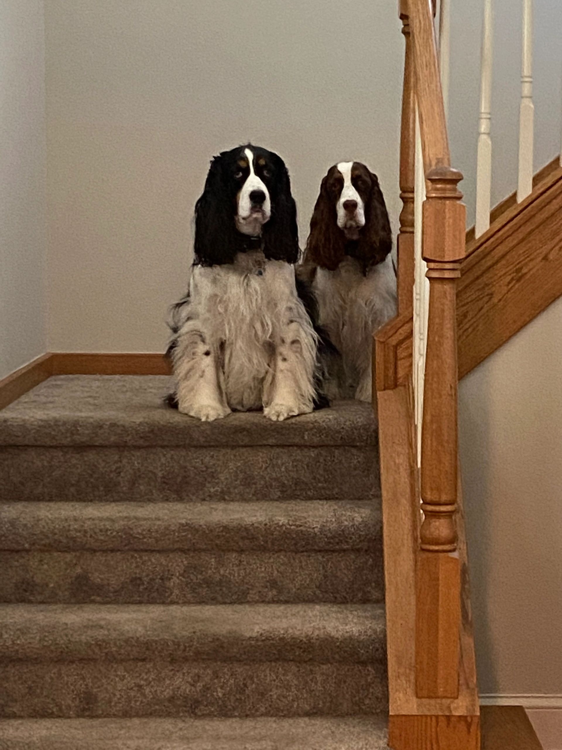 Two Springer Spaniels sitting on stairs