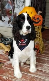 Springer Spaniel wearing Halloween pumpkin hat