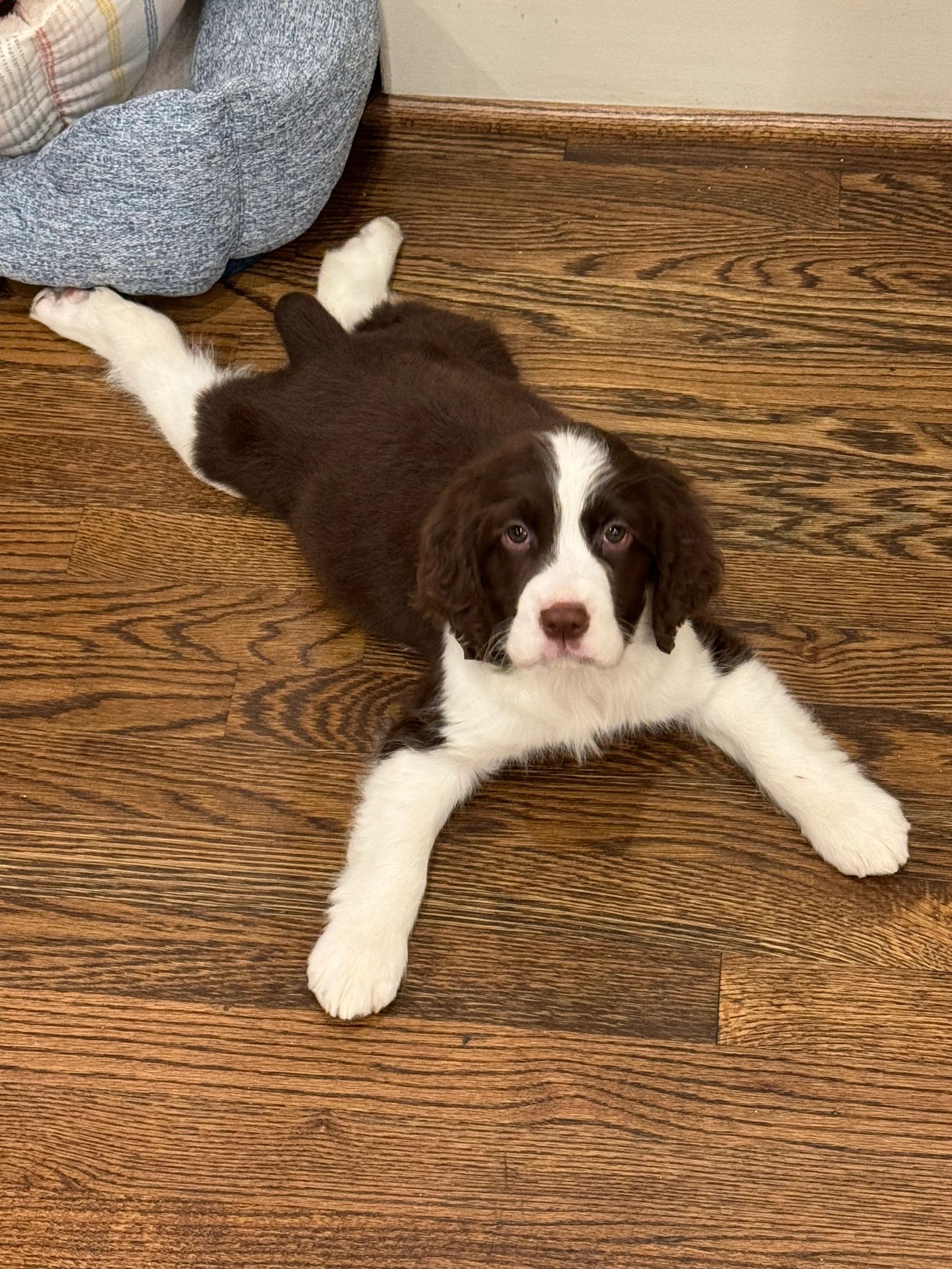 Black and white Springer Spaniel puppy lying on floor