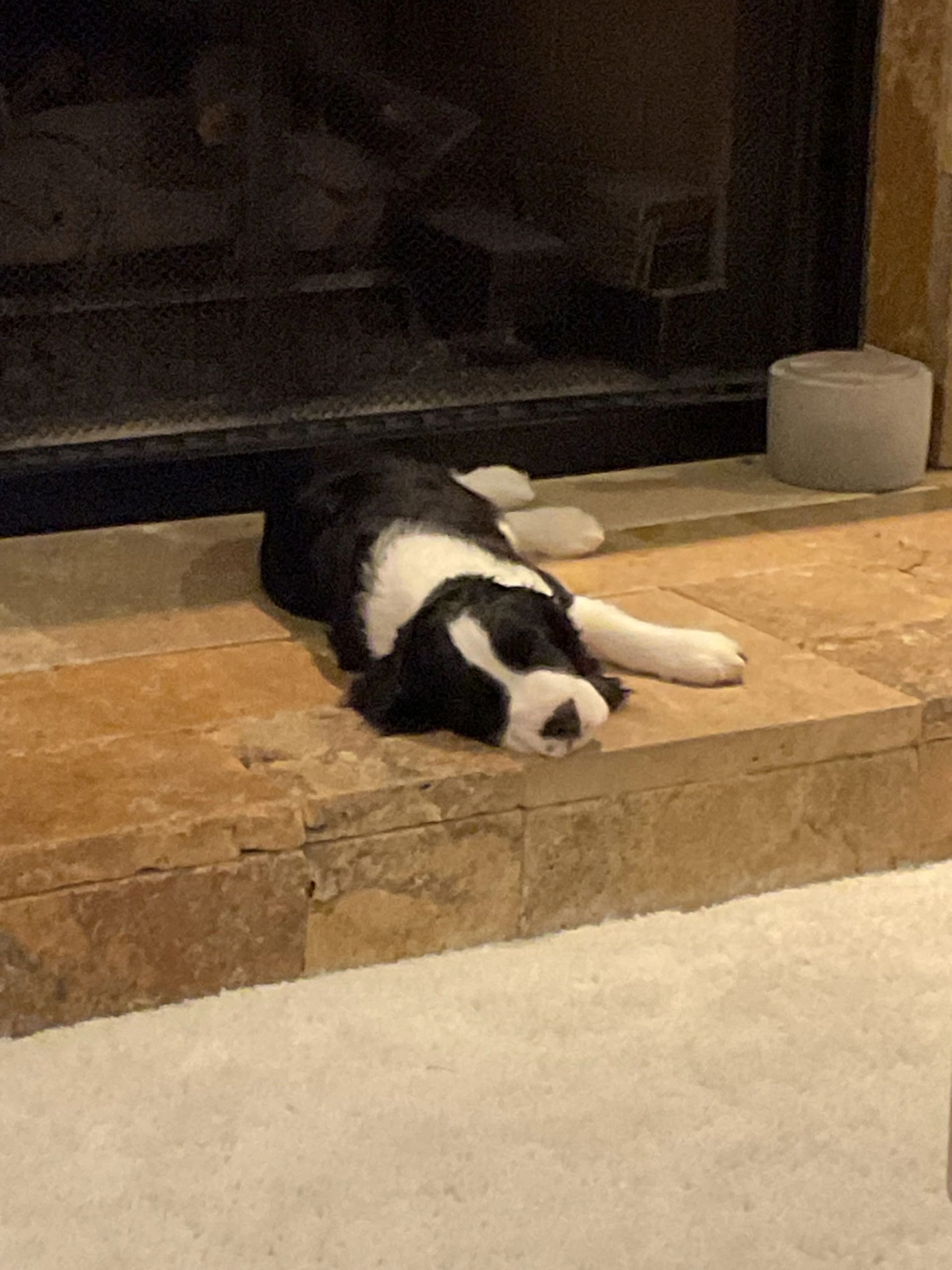Black and white Springer Spaniel lounging on floor