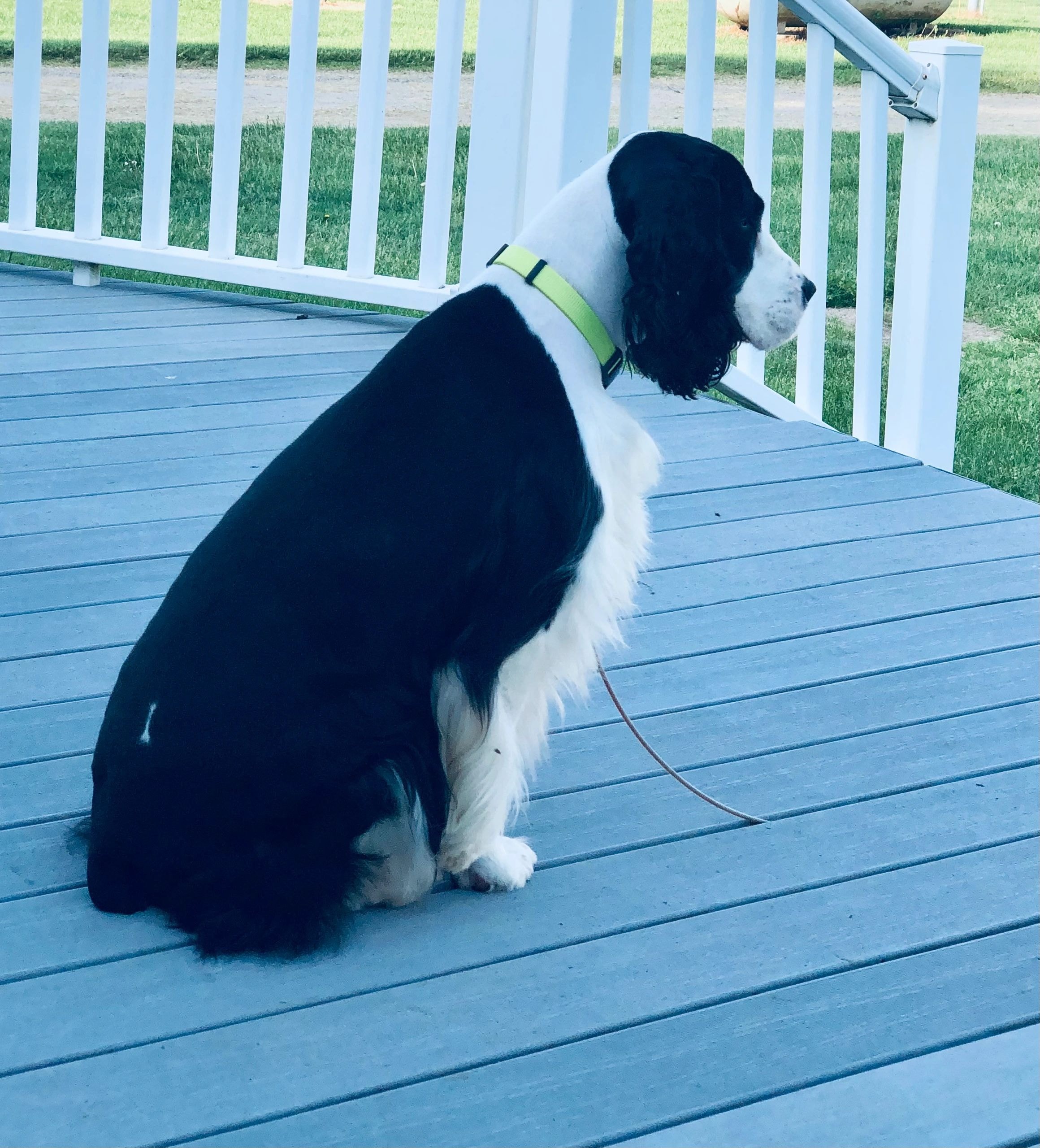 English Springer Spaniel dam sitting on deck