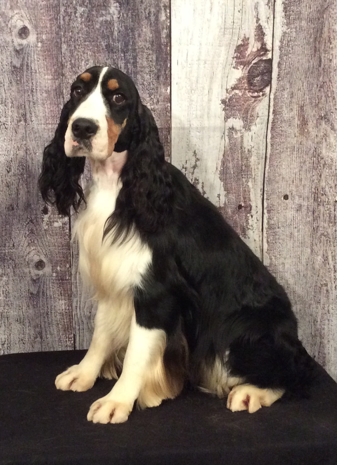 English Springer Spaniel sire