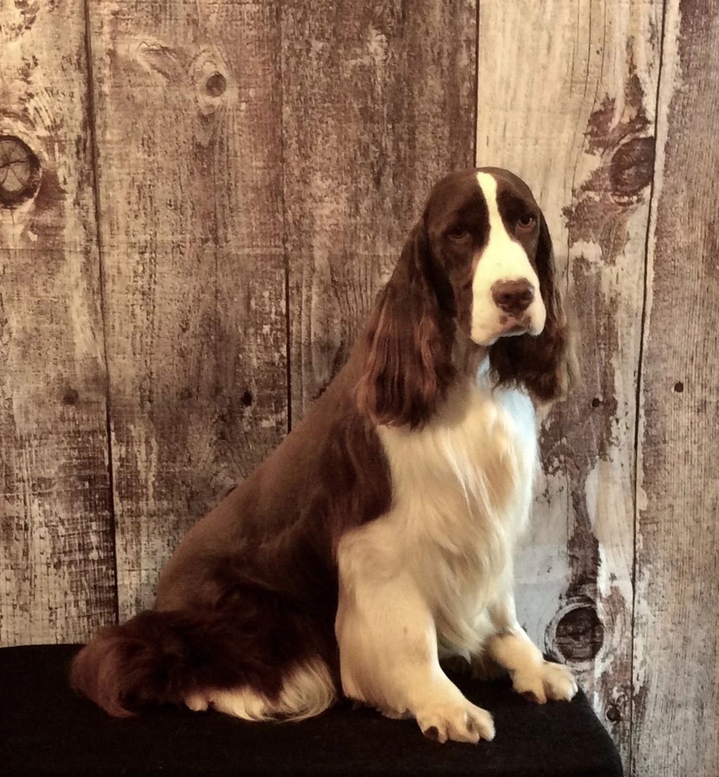 English Springer Spaniel sire sitting against wooden backdrop