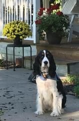 Customer Springer Spaniel photo shared with Desk Springer Spaniels