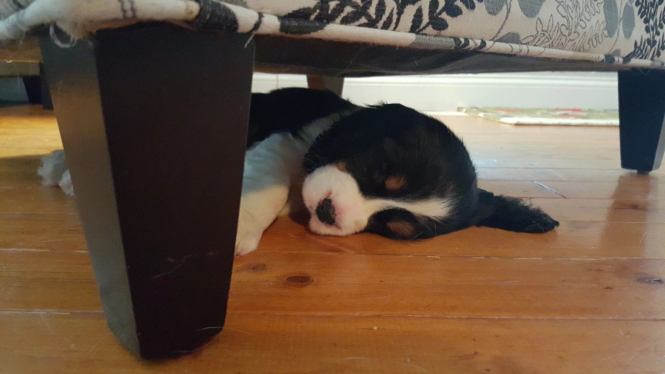 Customer Springer Spaniel photo shared with Desk Springer Spaniels