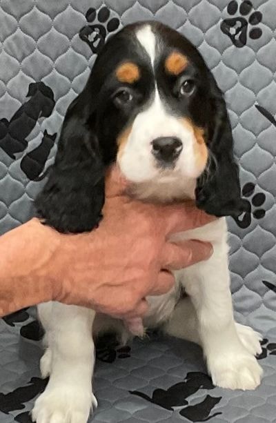 Customer Springer Spaniel photo shared with Desk Springer Spaniels